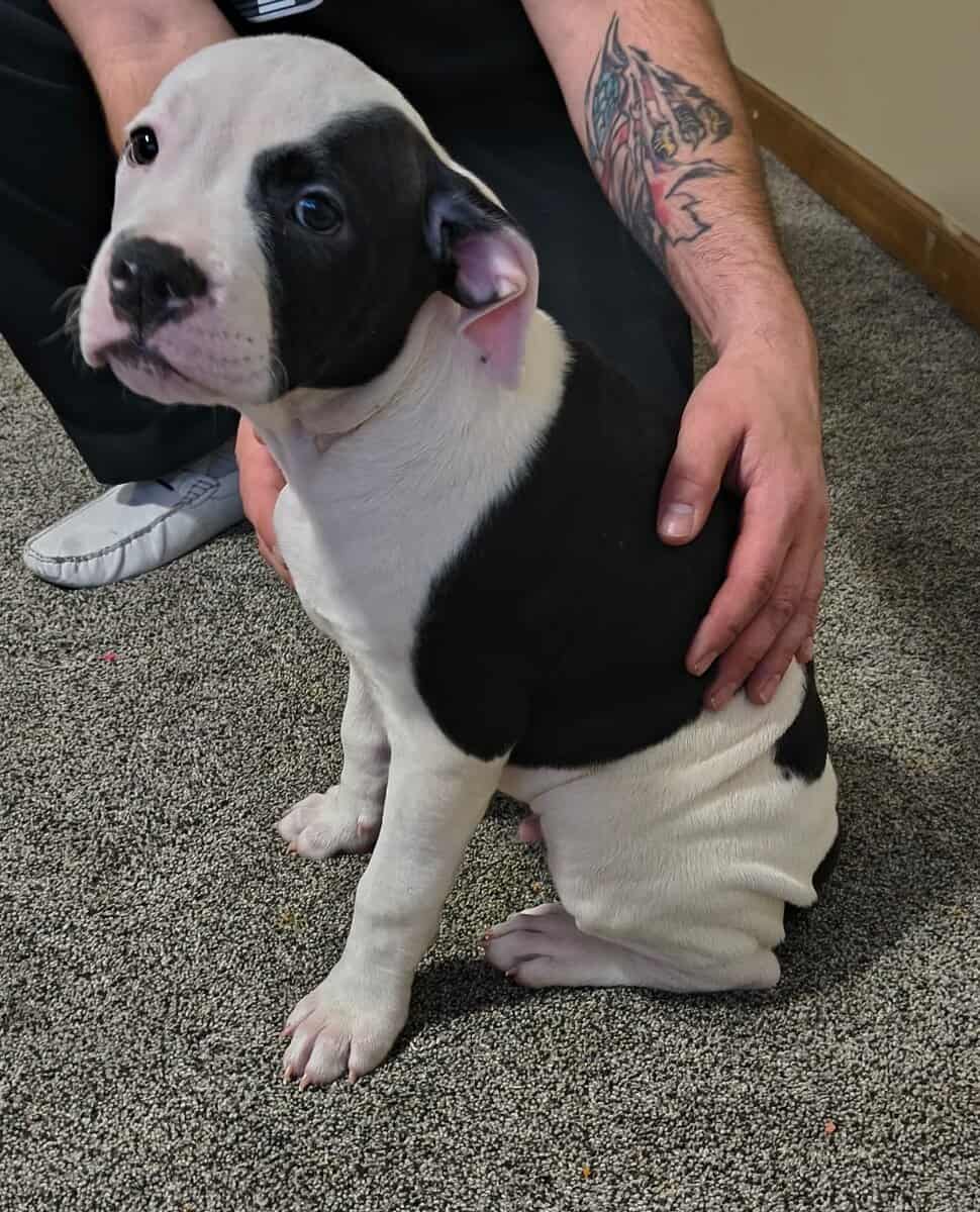 American Bulldog puppies image 7