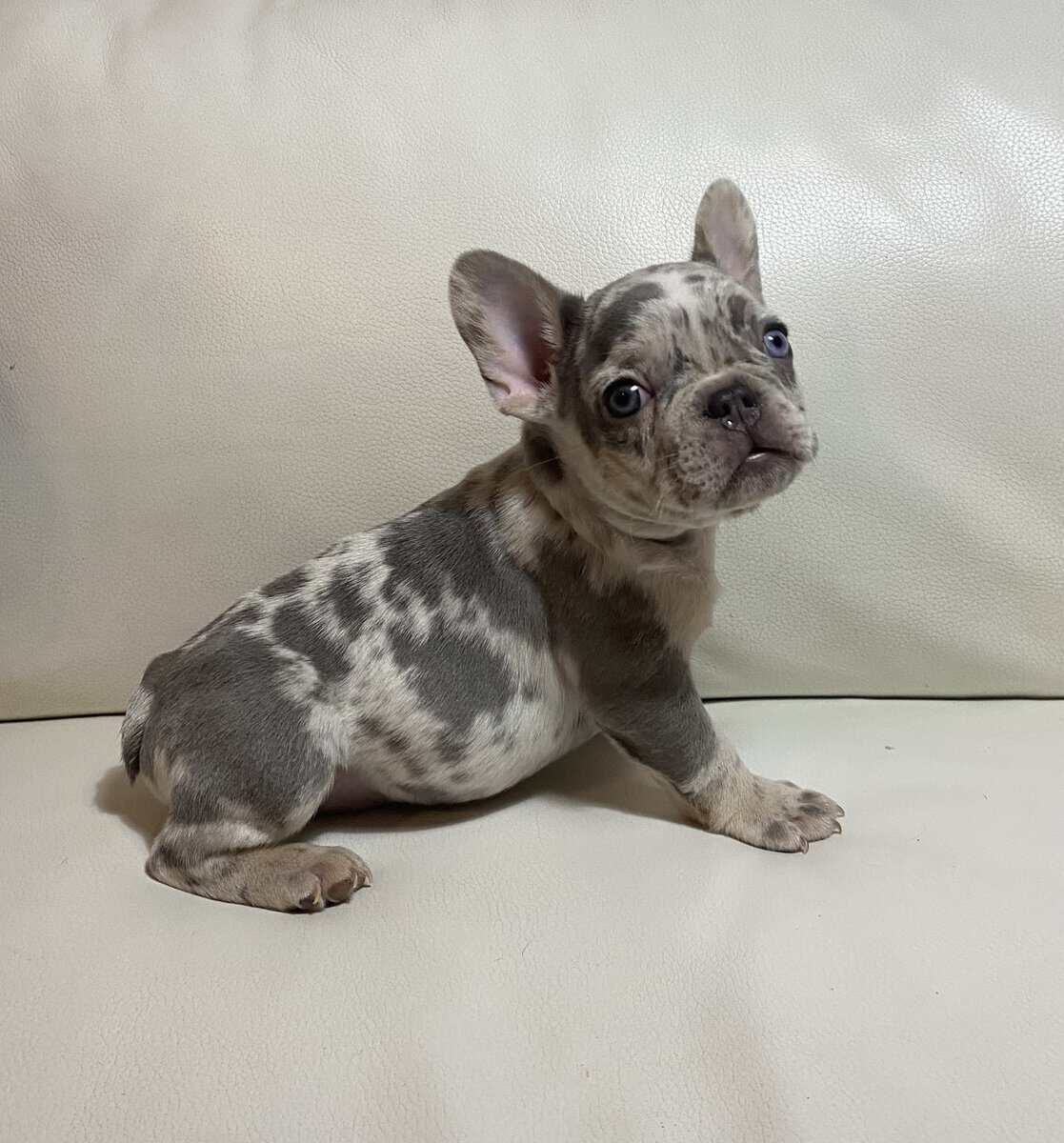 French Bulldog Merle Male image 3