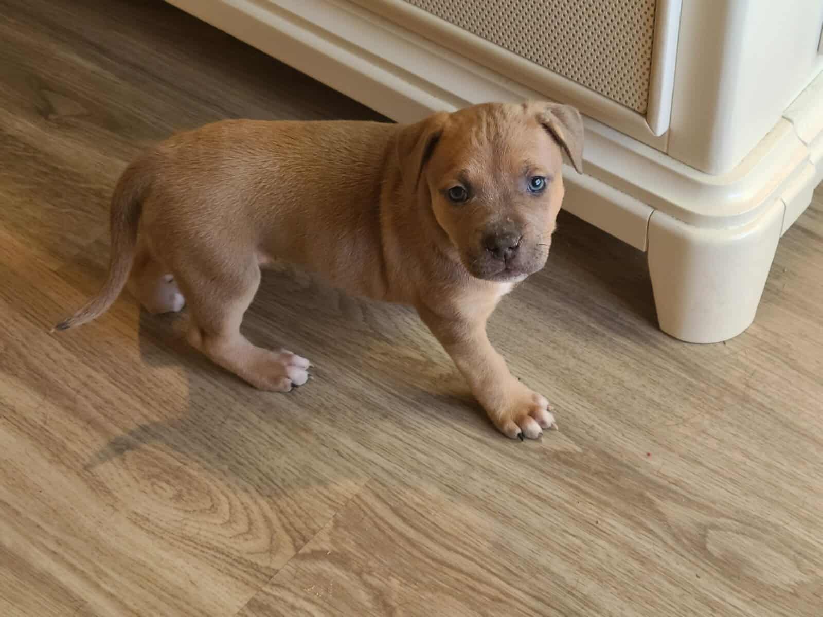Three mix puppies for Sale image 6