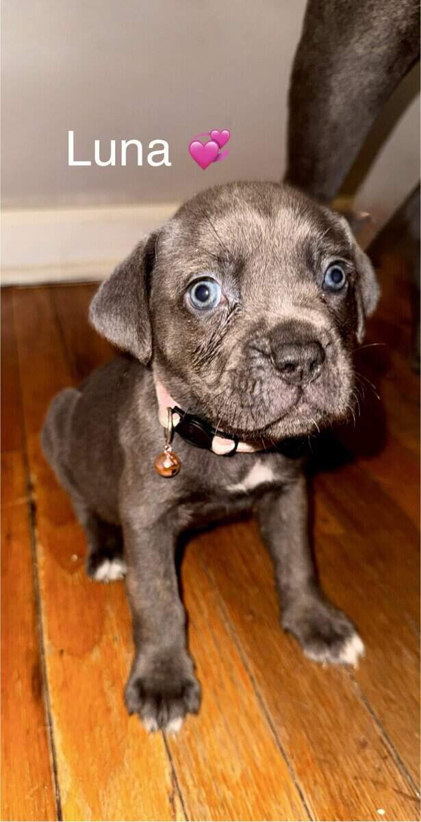 Beautiful Cane Corso Puppies Available 🐶❤️ image 3