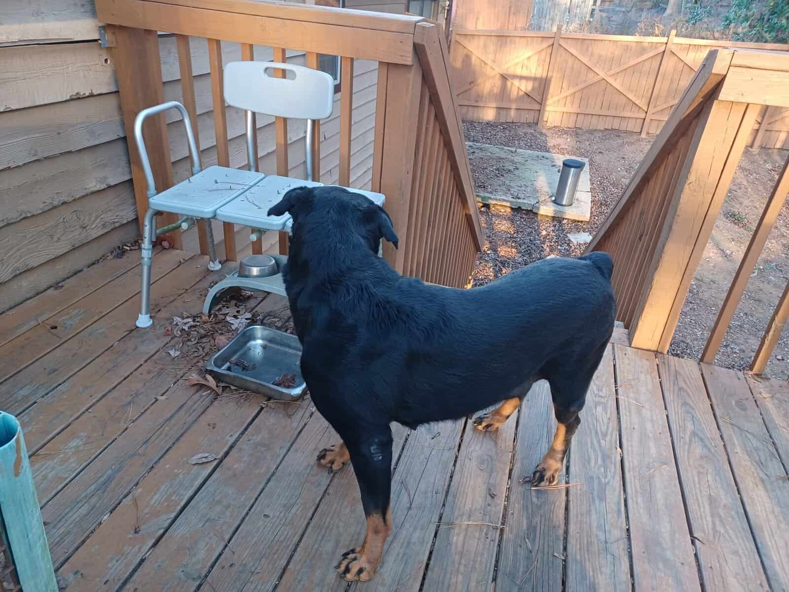 Rottie Pups For Sale image 2