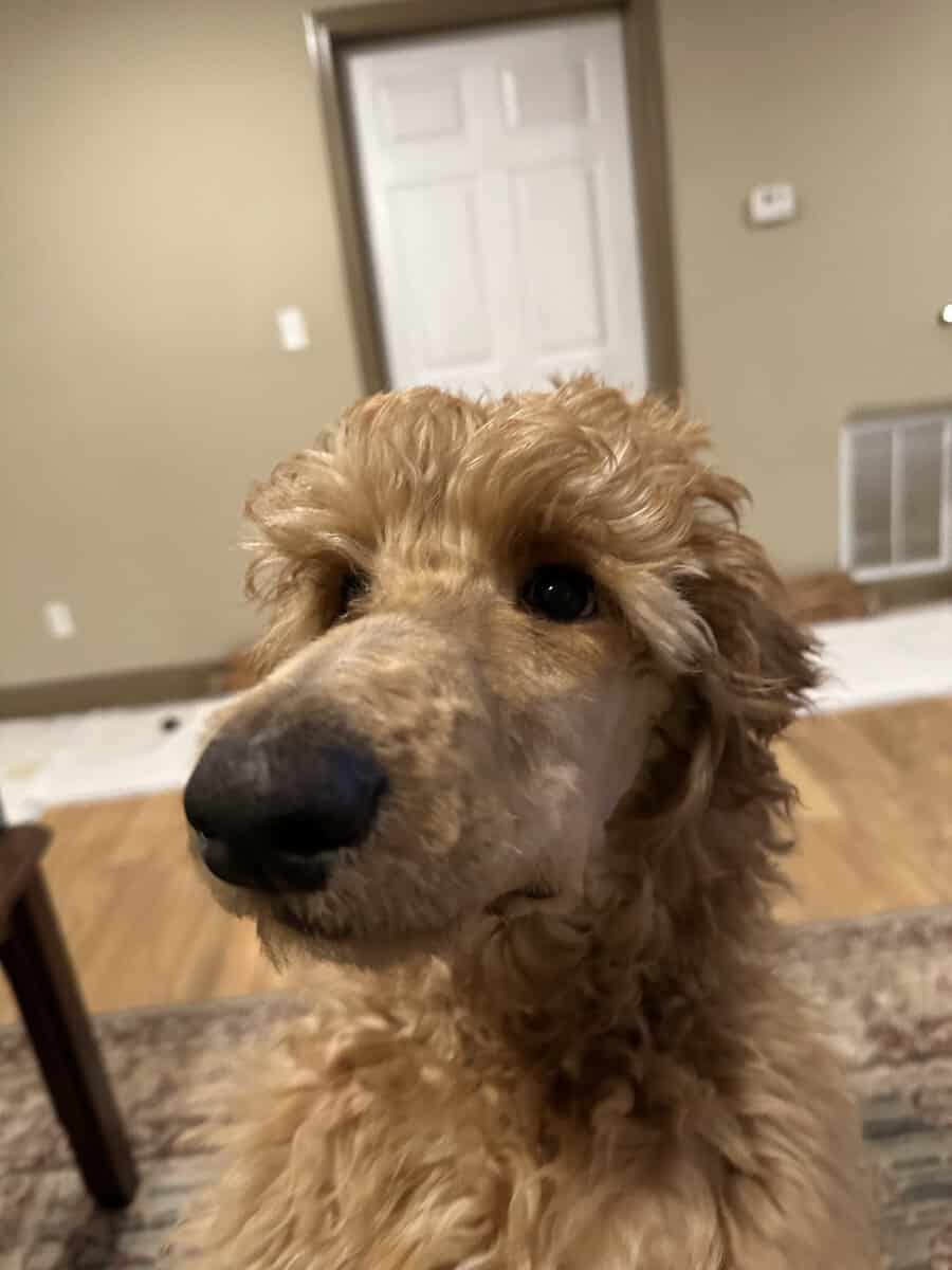 20 Week Old Standard Poodle Puppy (Male) image 3