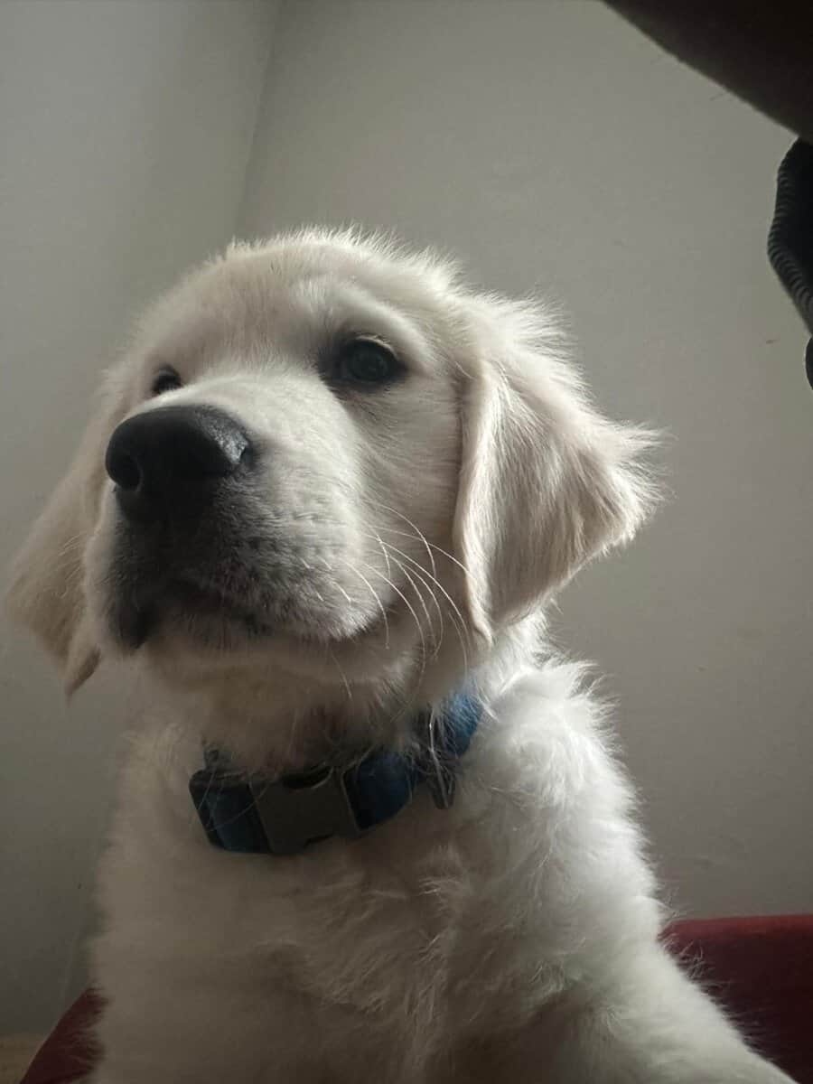 11 Week-Old Female Puppy for Sale image 5