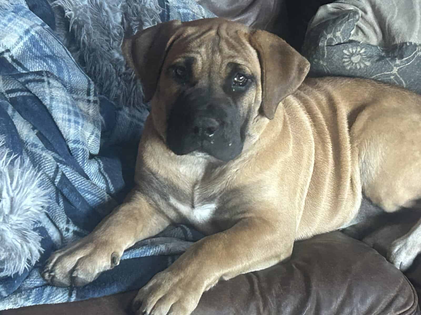 South African Boerboel female puppy image 1