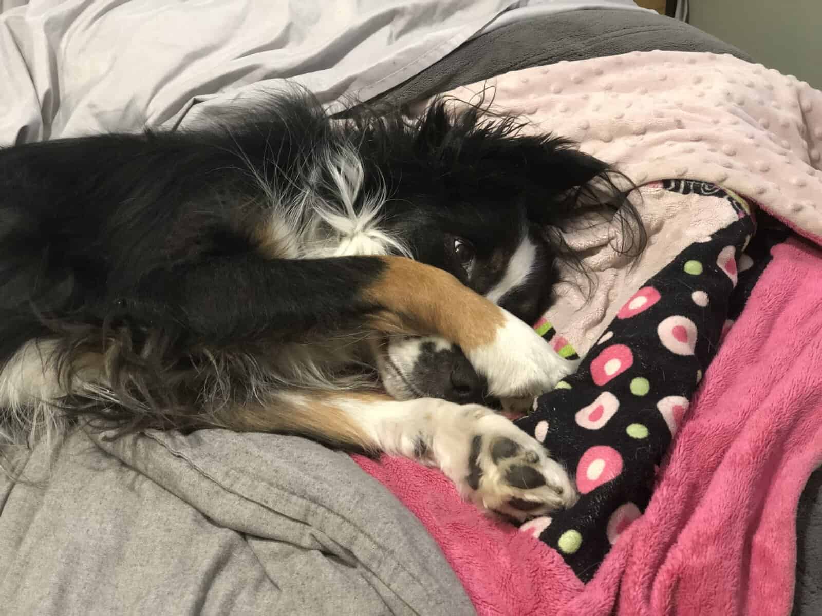 Your Hiking, Running, Couch-Cuddling Partner image 5
