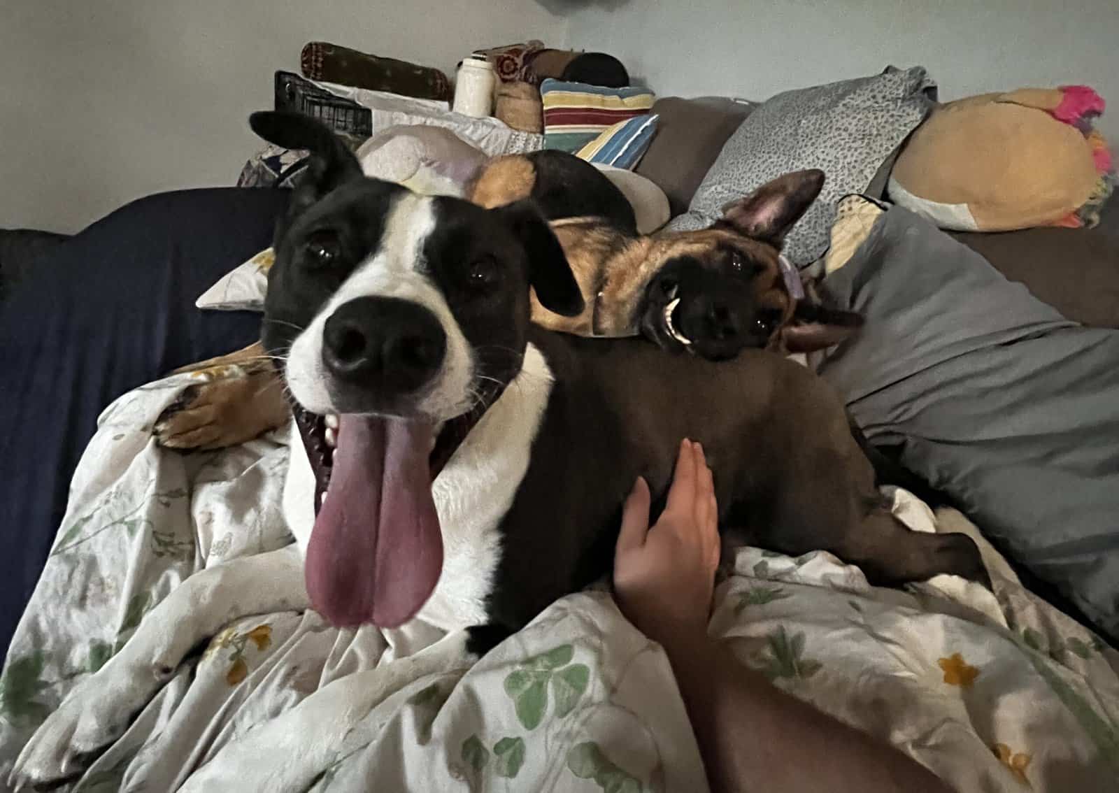 German Shepard and Border Collie Mix image 1