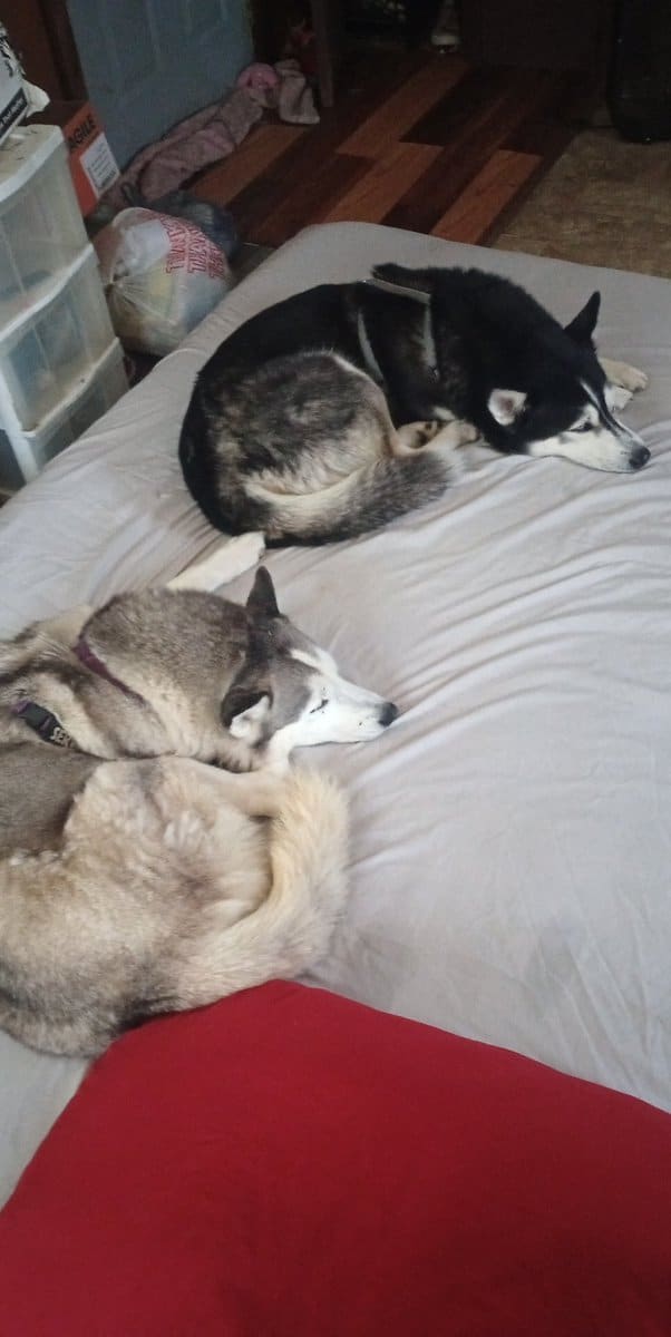 Siberian husky puppies image 11