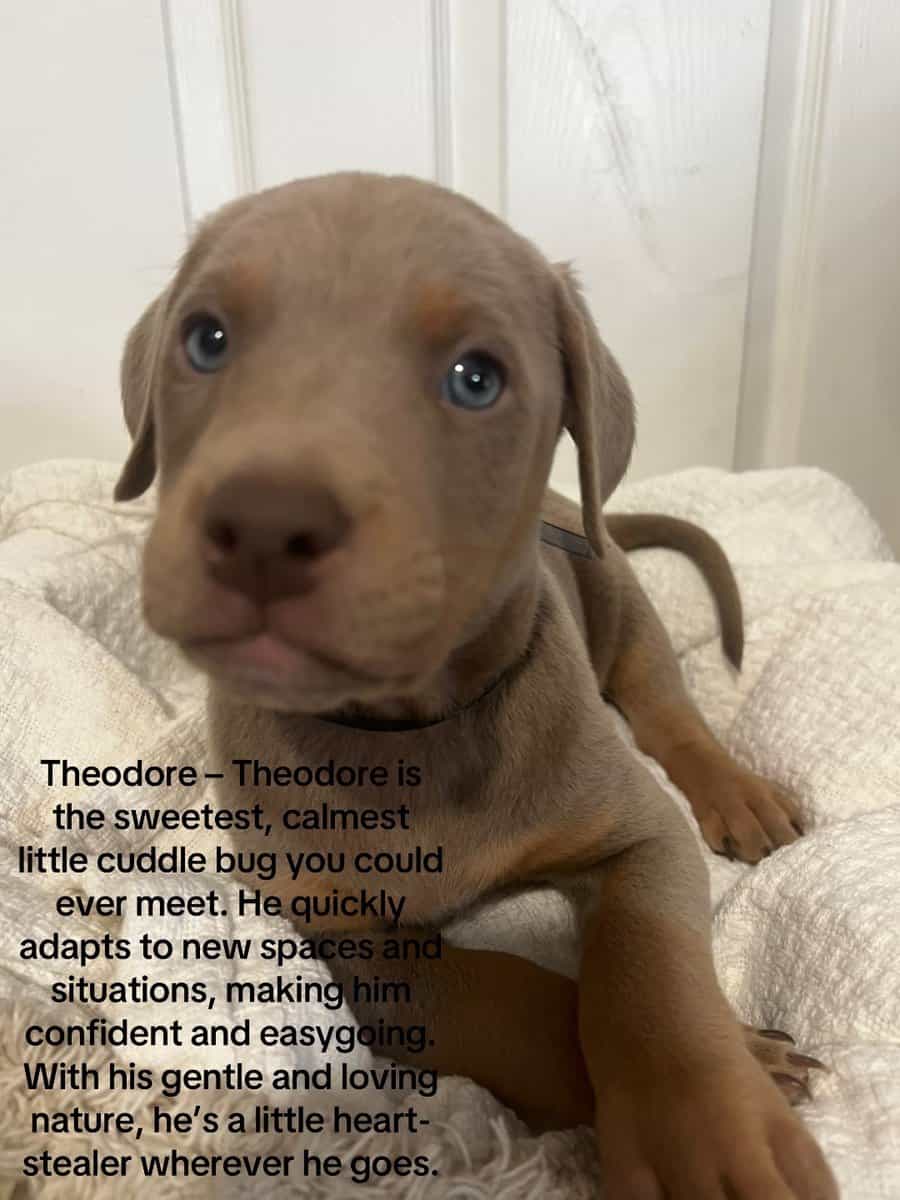 🔥 Rare Exotic Dober Bullies – Stunning Tri-Color image 18