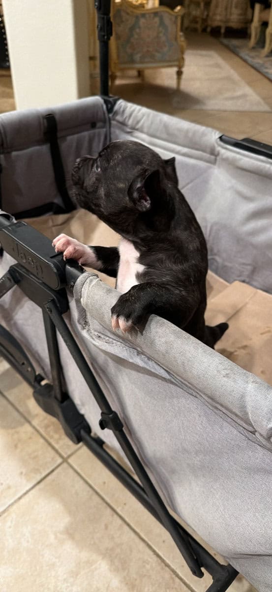 Frenchie Puppy image 2