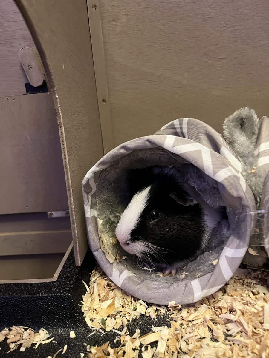 Free Guinea pigs and supplies image 2