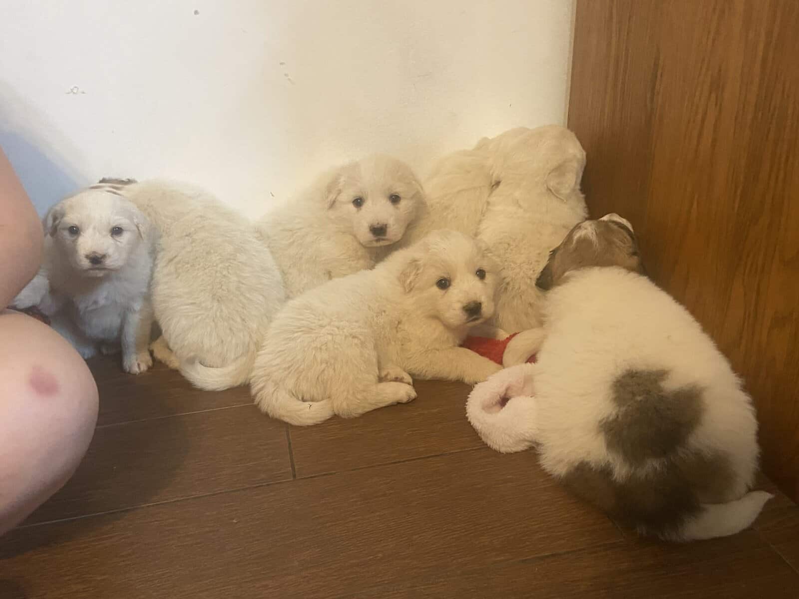 Great pyrennese puppies image 5