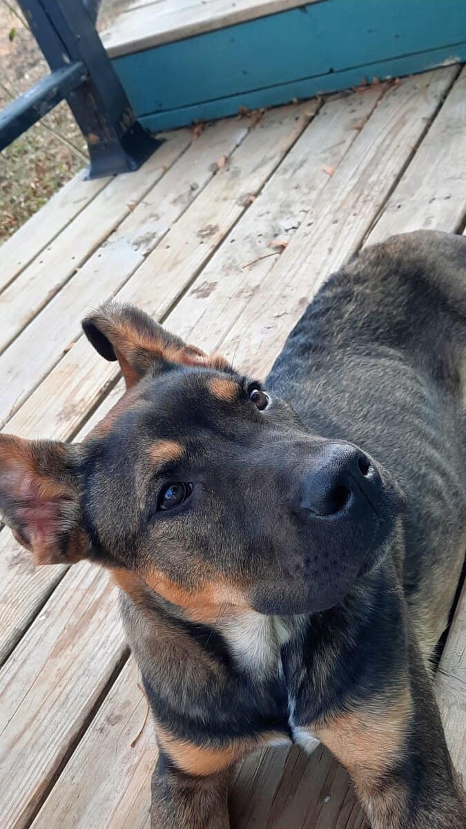 German Sheperd Mix image 1