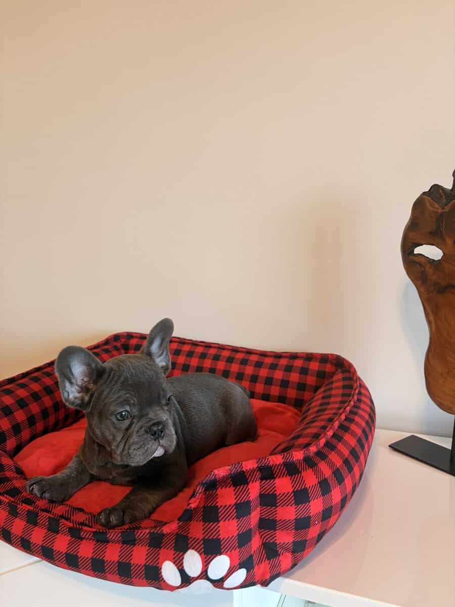 Frenchies looking for a Forever Home image 5