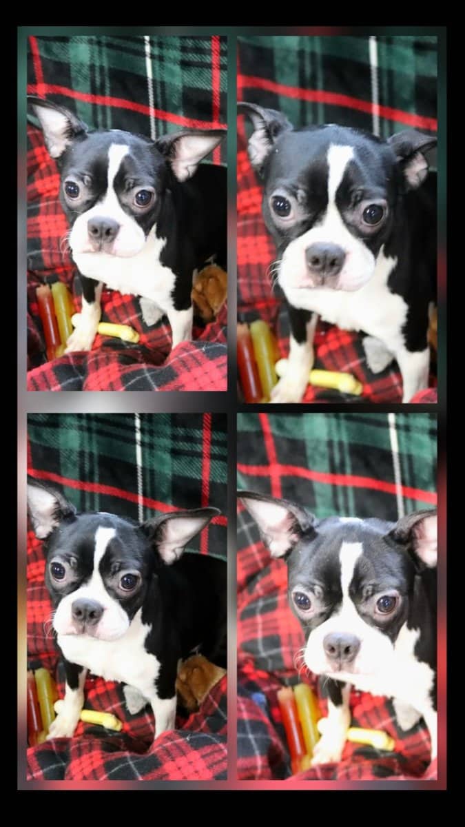 CKC Boston Terrier puppies image 6
