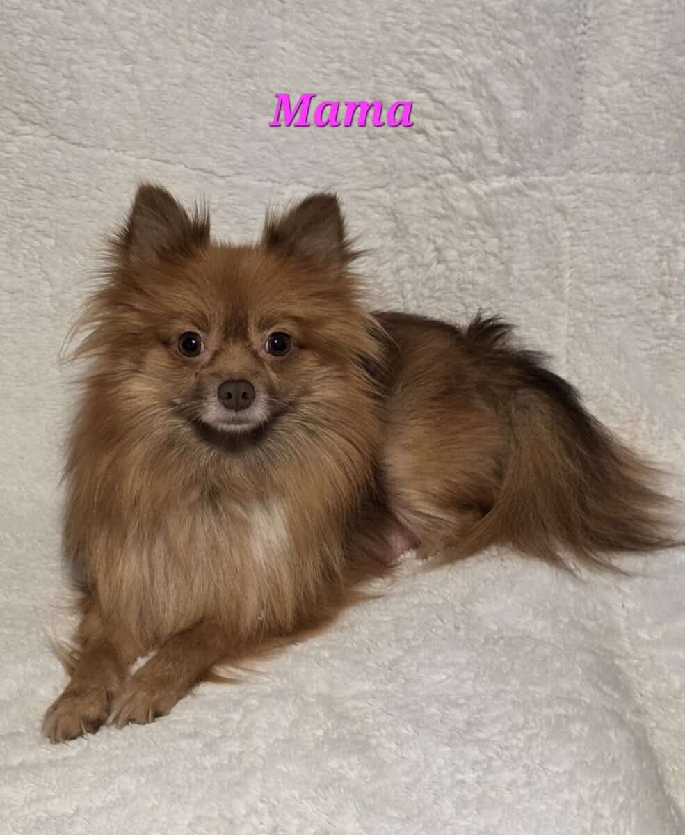 Pomeranian puppies image 11