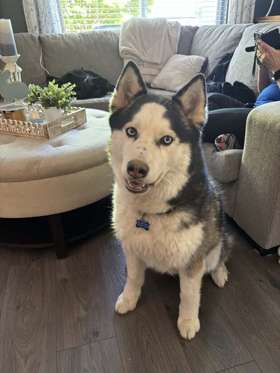 Siberian Husky mix image 3