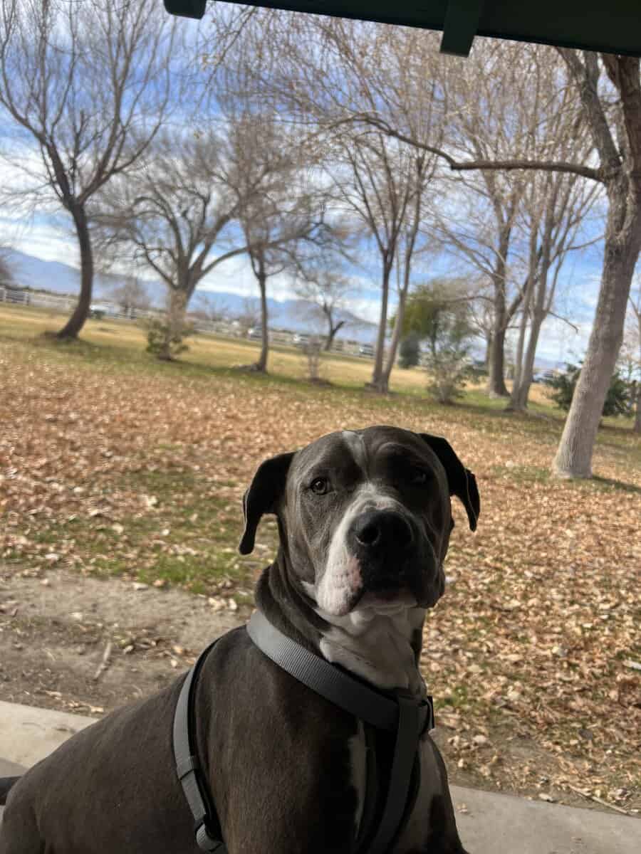 Bluenose Pitbull image 2