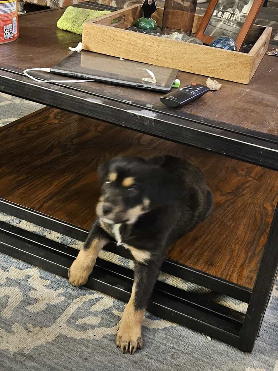 Adorable, sassy GSD mix male ready for a great hom image 1