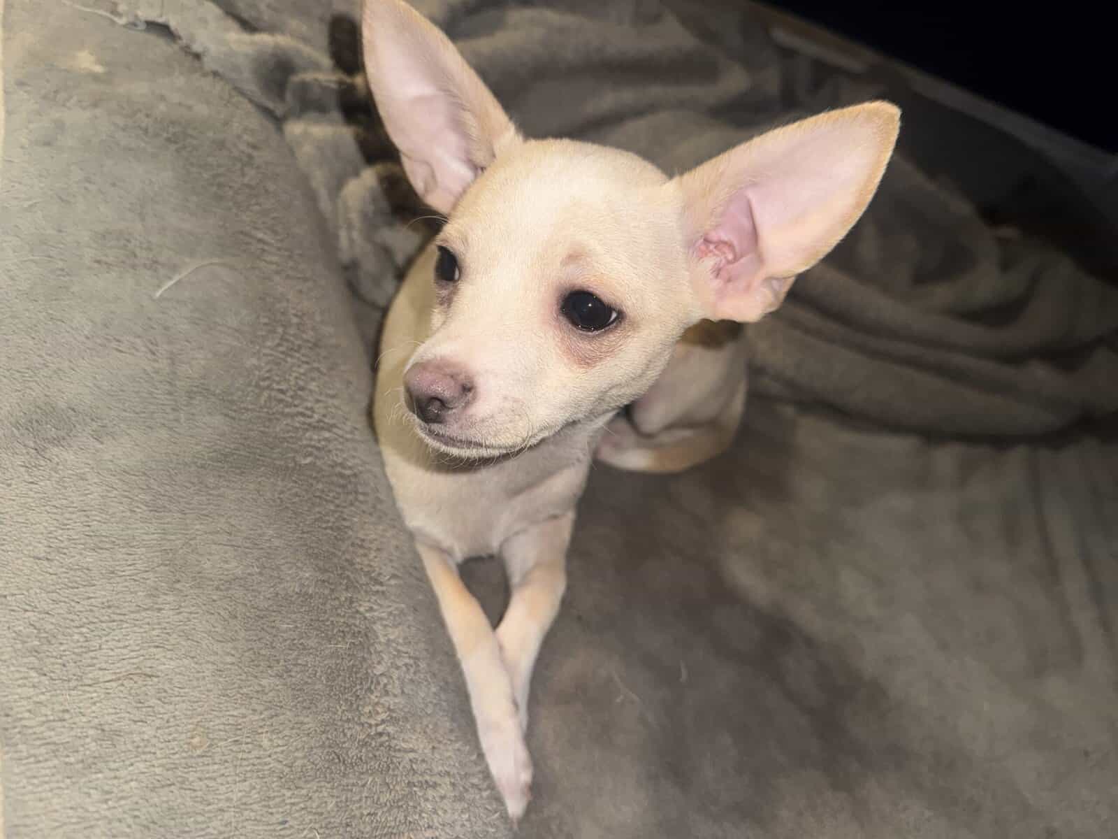 Chihuahua Puppy image 1