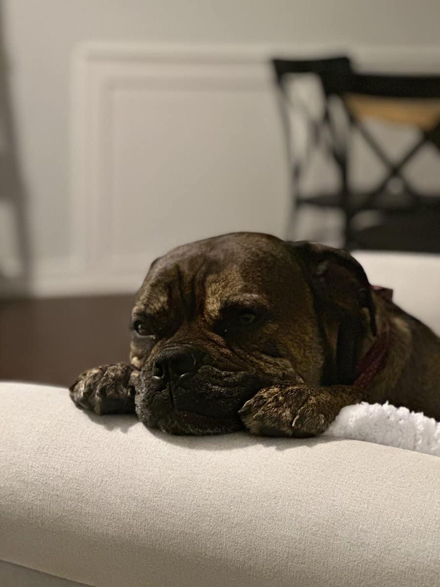 Loving Home Needed for Bruno - 6-Year-Old Cane Cor image 1