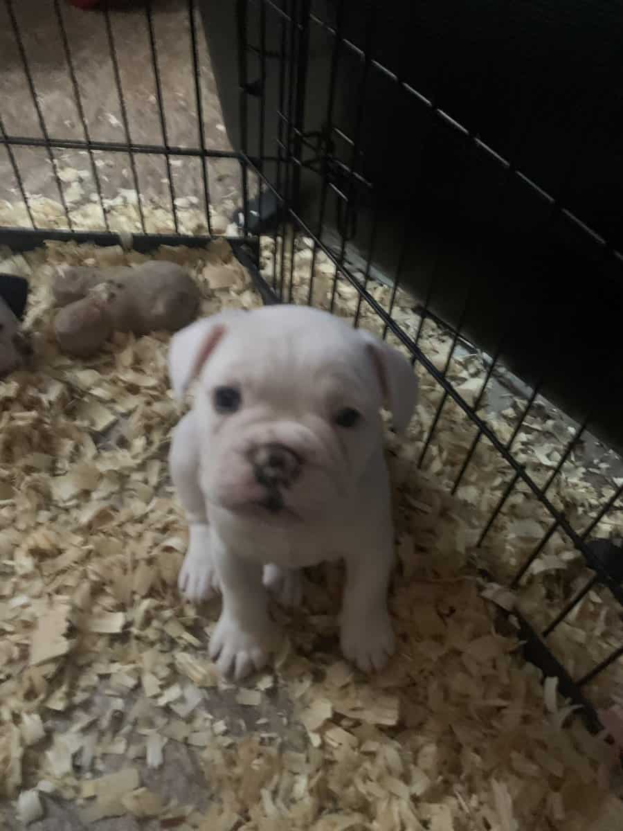 French English Bulldog puppies image 4