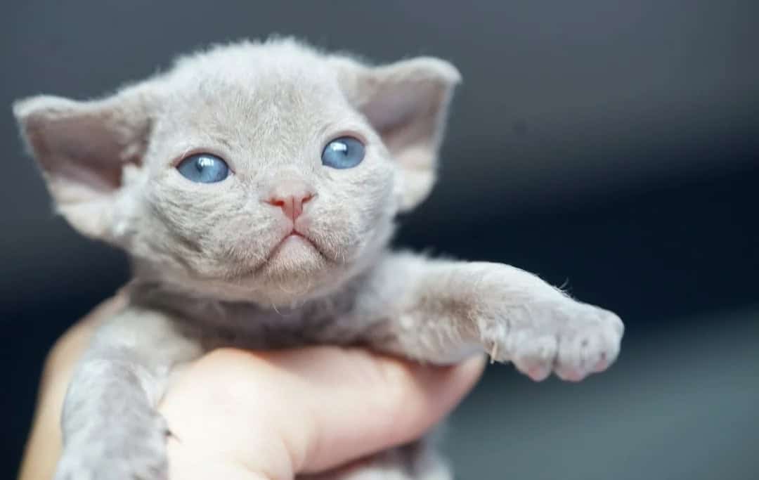 Cute 💜 male Devon Rex available 4 sale image 3