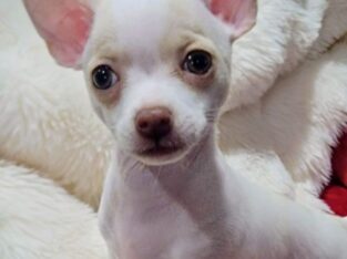 Lily – Ready for the New Year!!!