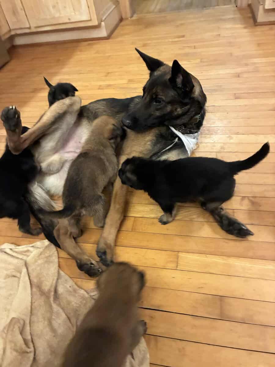 Belgian Shepherd Puppies image 4