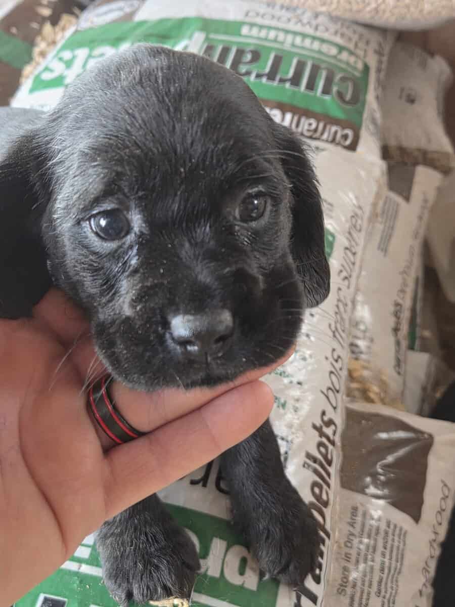 Labrador/Cocker Spaniel Puppies image 1