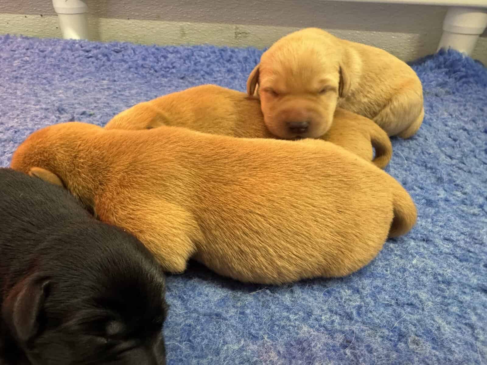 Health Tested Parentage-Yellow/red males labradors image 2