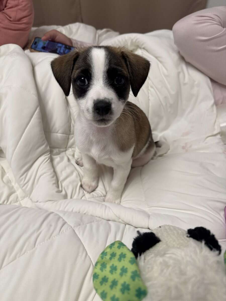 Free - Chihuahua mix nine week old puppy image 4