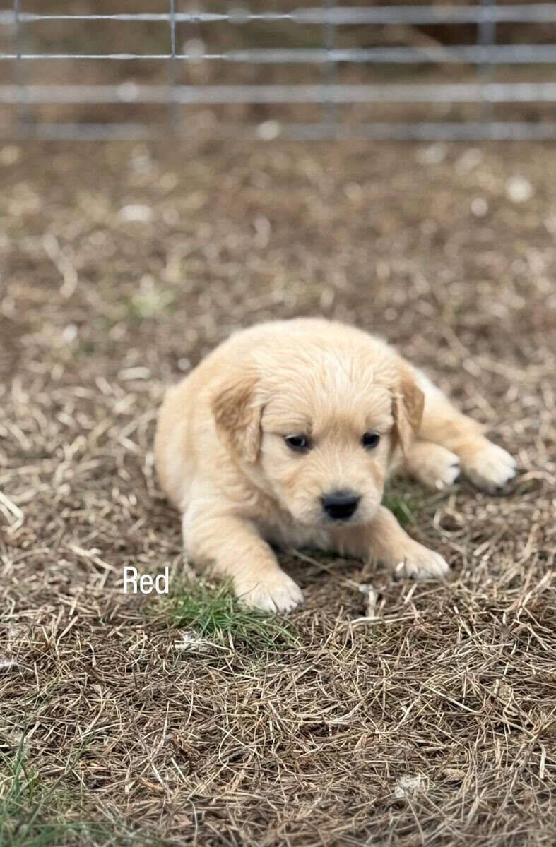 Golden retriever puppies image 2