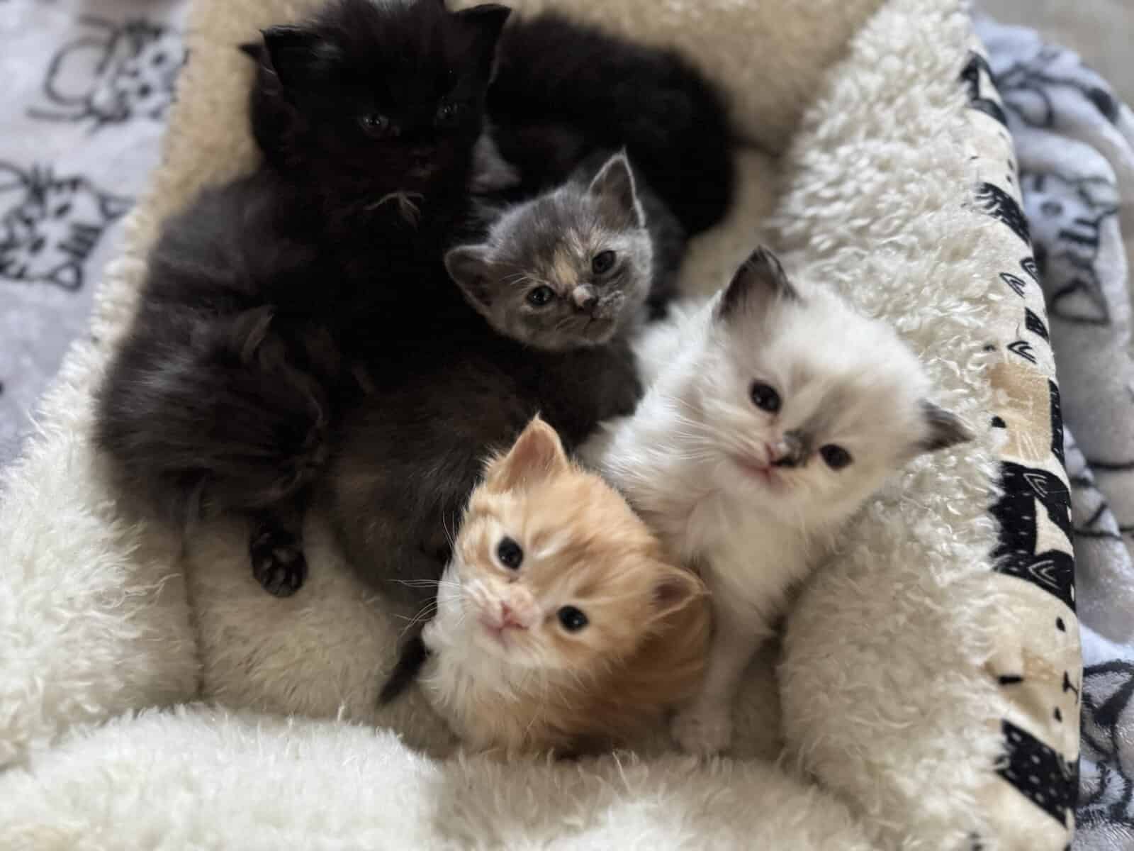 Furever Love image 5