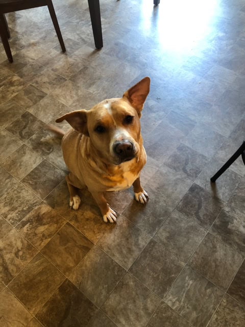 Bud - Available for Immediate Adoption image 1