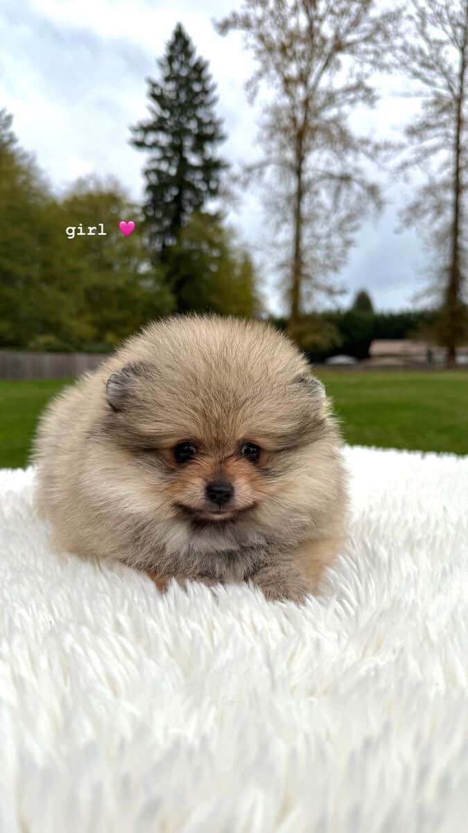 Pomeranians Looking for a New Home image 6