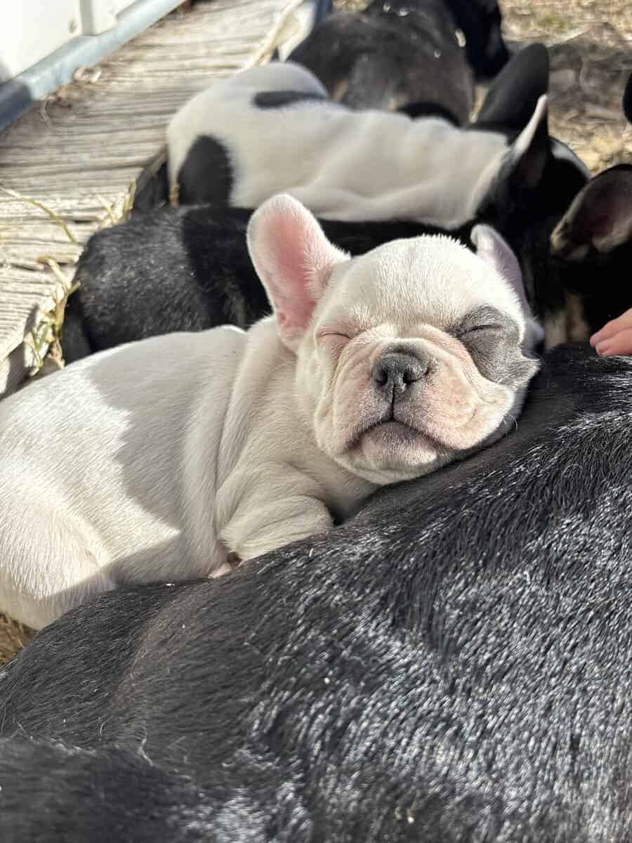 French Bulldog puppies image 7