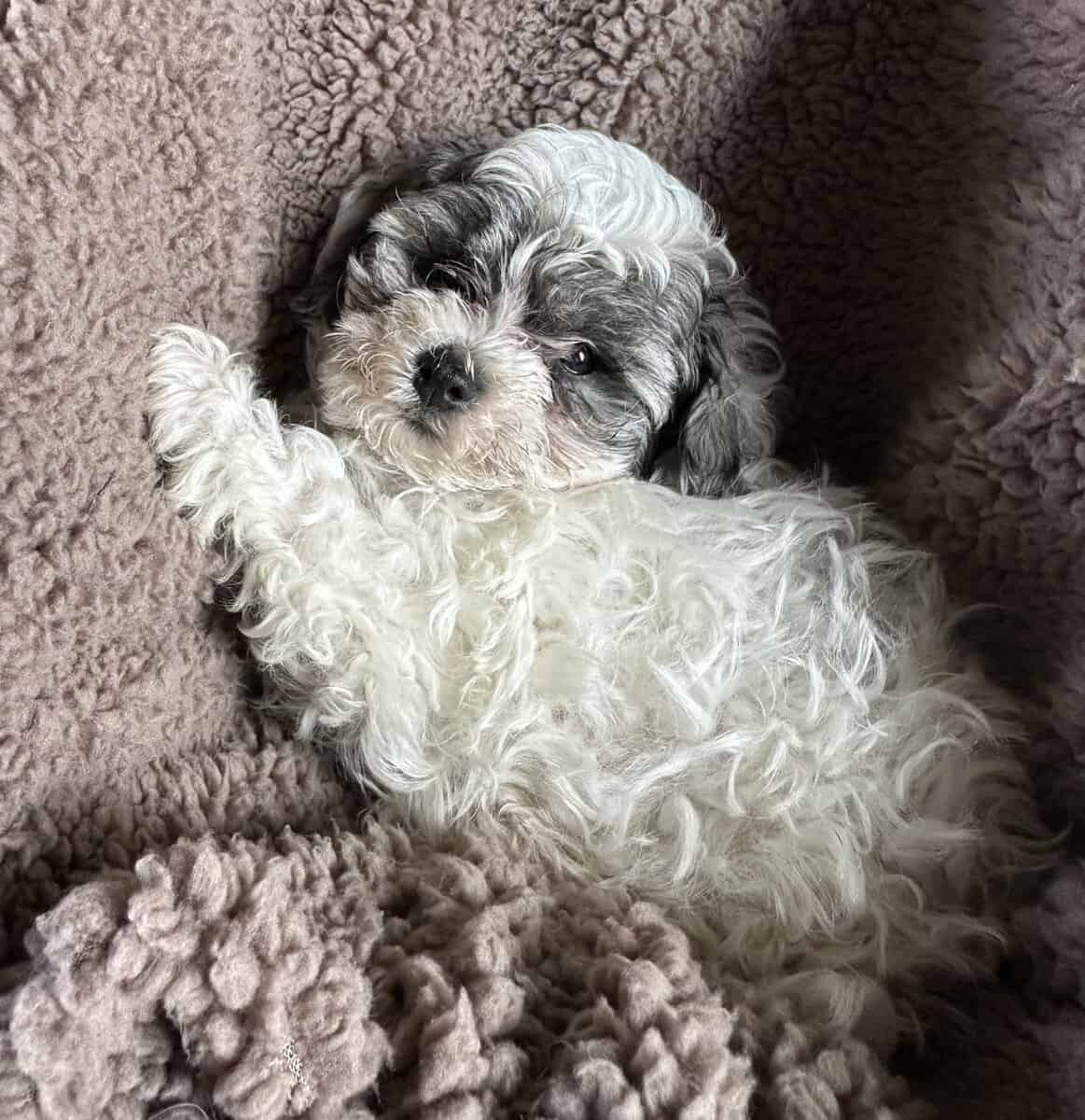 Maltipoo image 1