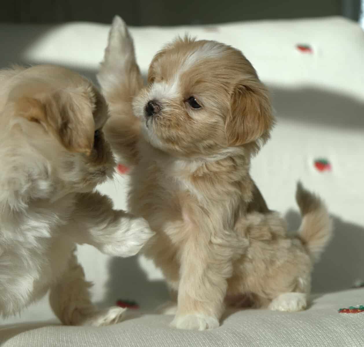 Honey, tiny malshi! image 5