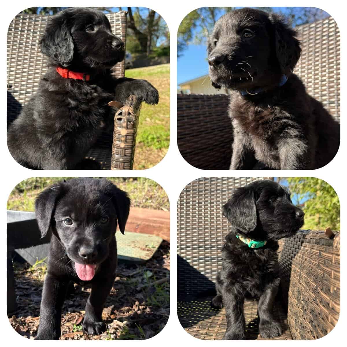 Golden Labradoodle Mix Puppies image 2