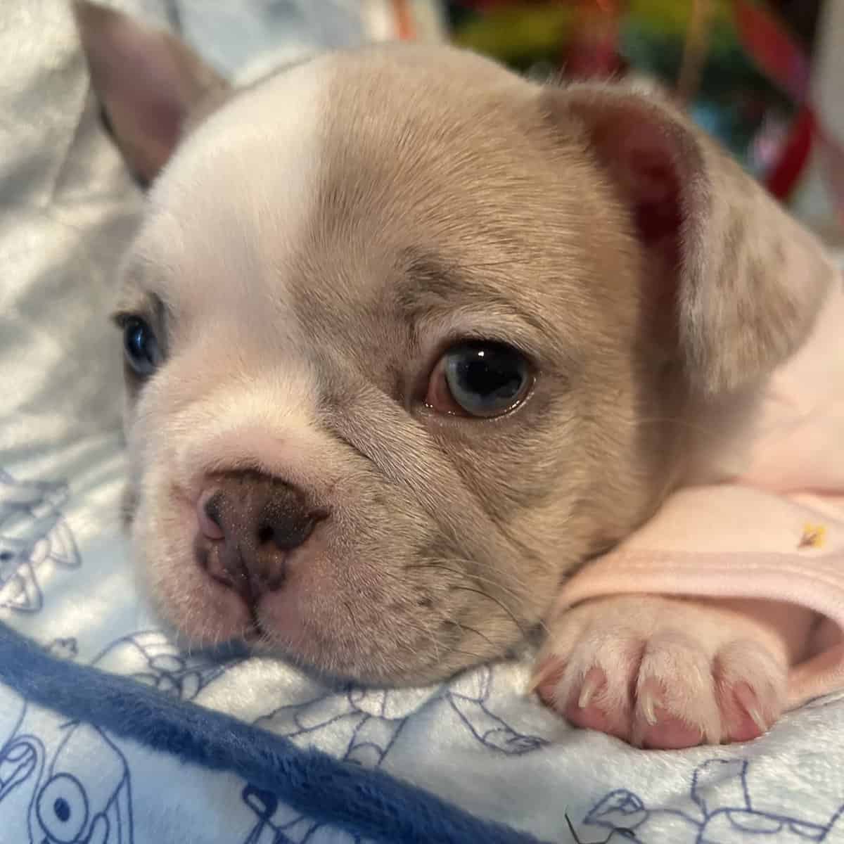 Frenchie pups image 3