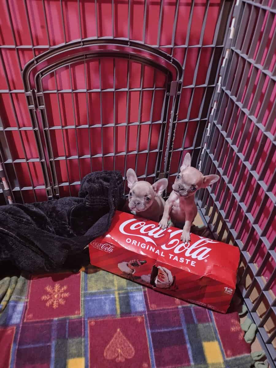 French Bulldog Pups (Quality Blood) image 4