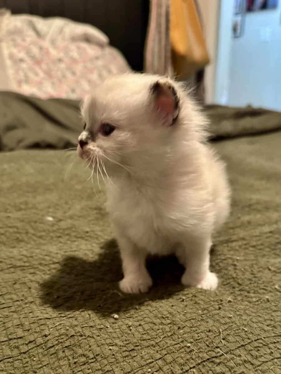 Furever Kitten Love image 2