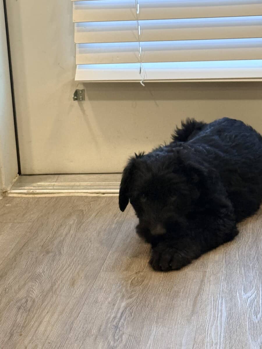 Giant schnauzers image 5
