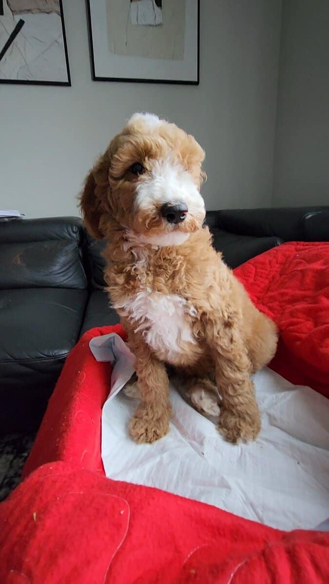 Golden Doodle Puppies 9wks image 3