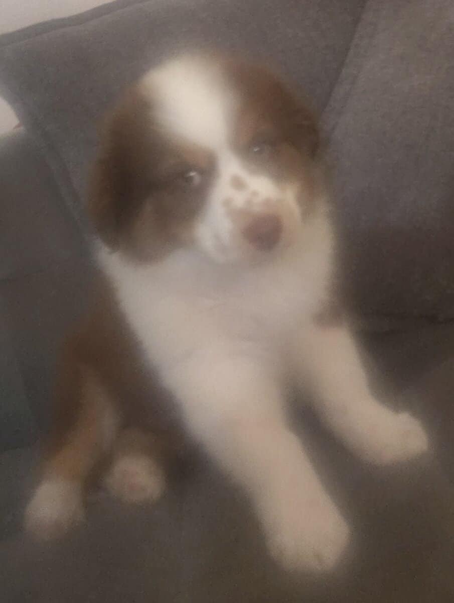 Australian Shepherd image 6