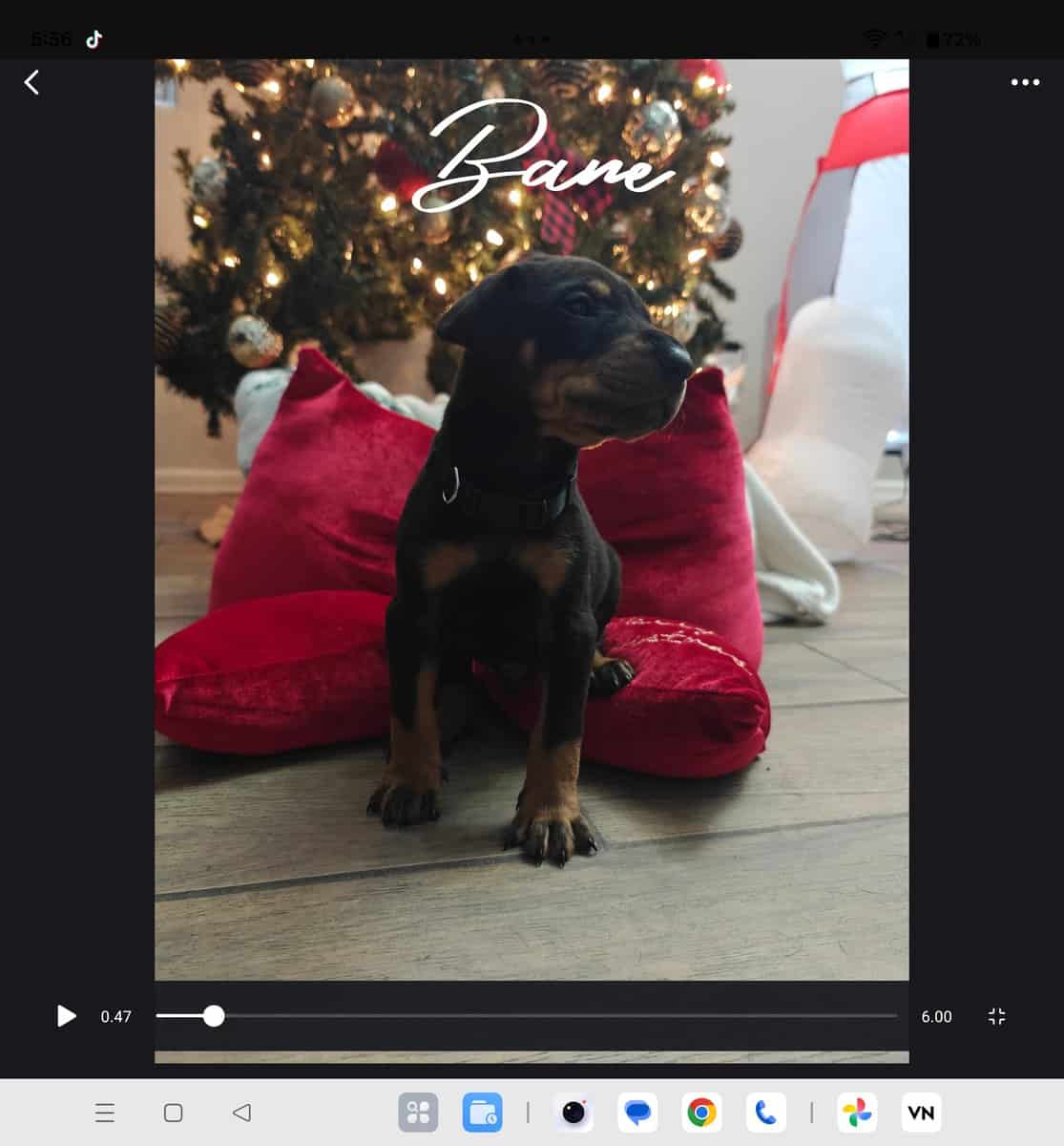 Doberman rottweiler image 5
