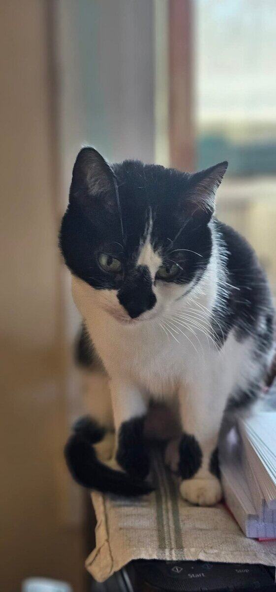 Free Cat image 1