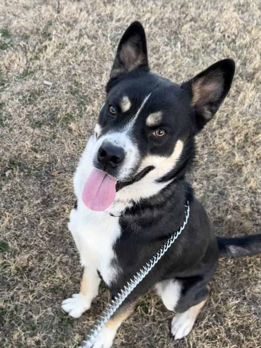 Husky/Rottweiler Mix Rehome image 1