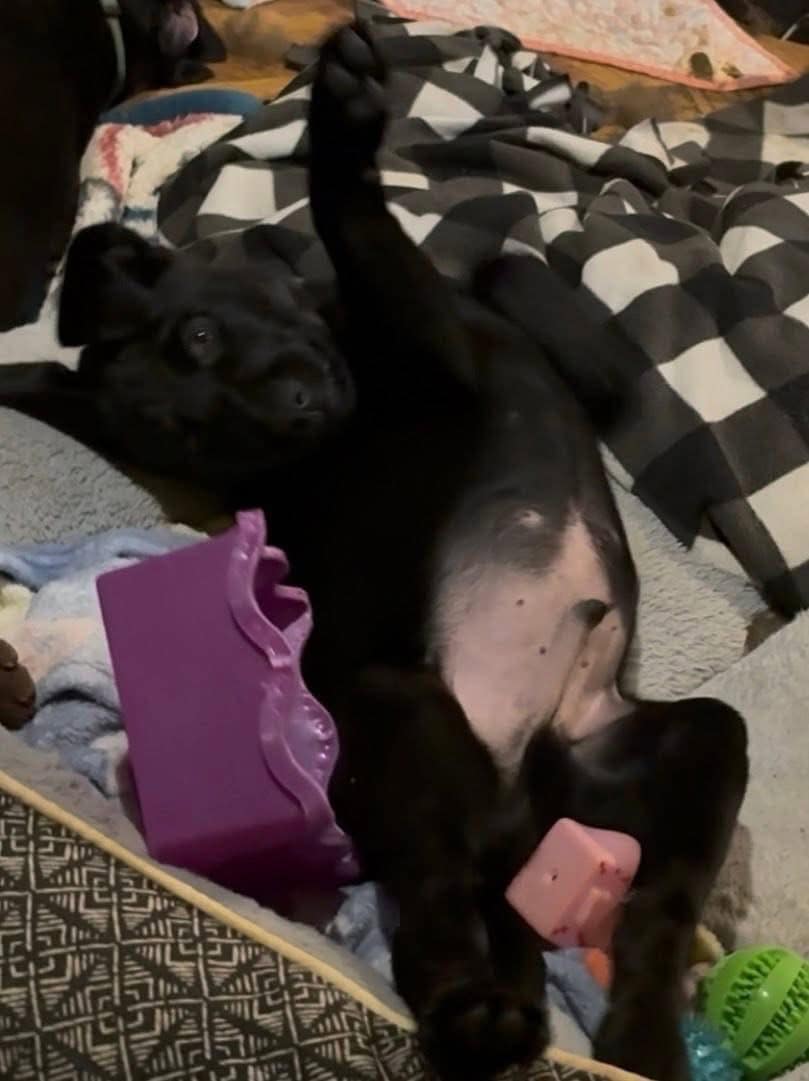 Black Labrador puppy AKC image 5