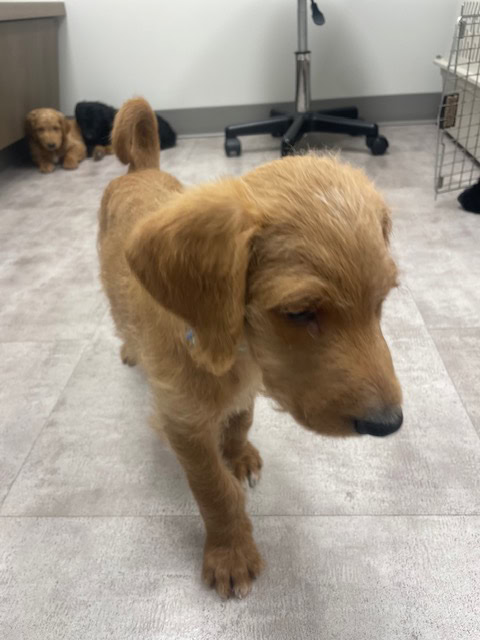 Doodle puppies ready for furever homes. image 4